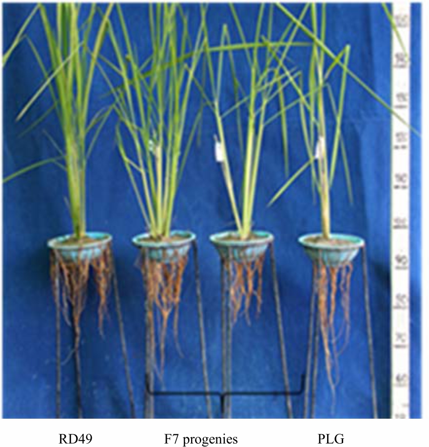 Image for - Phenotypic Diversity of Root Characteristics in Recombinant Inbred Lines of Cross Between Lowland and Highland Rice Varieties for Drought Tolerance Potential