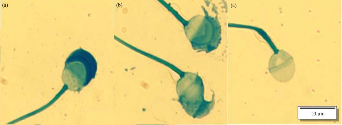 Image for - Effect of Photoperiod with Sunlight at Thermal Stress and Sperm Parameters in Guinea Pigs