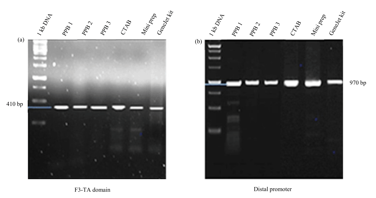 Image for - Development of Rapid and Less Hazardous Plant DNA Extraction Protocol using Potassium Phosphate Buffer