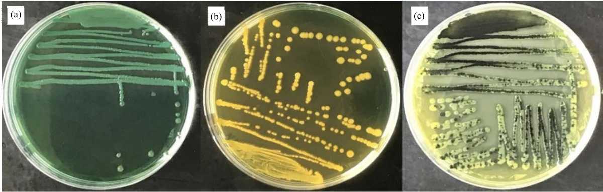 Image for - Antagonistic Activity Against Pathogenic Vibrio Isolates of Bioflocculant-Producing Bacteria Isolated from Shrimp Ponds