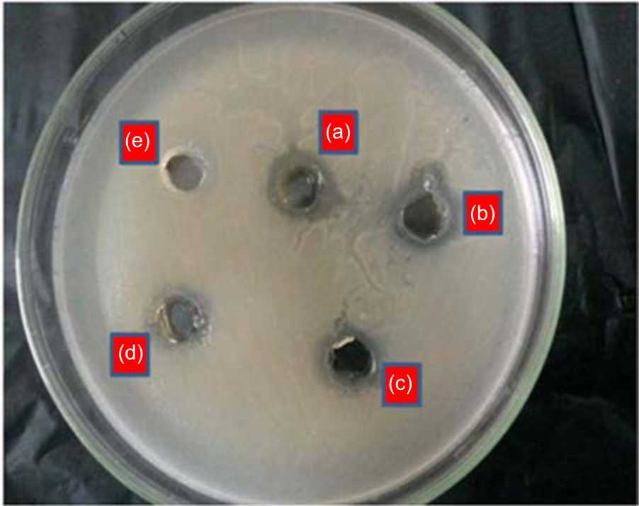 Image for - Protective Effect of Leek Extract (Allium ampeloprasum L.) on Catfish (Clarias gariepinus) Experimentally Challenged with Aeromonas hydrophila