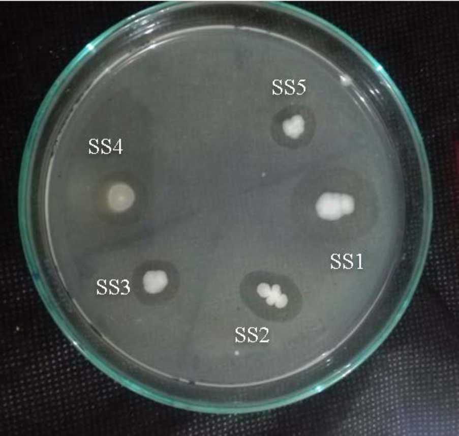 Image for - Screening and Identification of Sponge-Associated Chitinolytic Bacteria by Forming Chitosan from Manado Bay, Indonesia