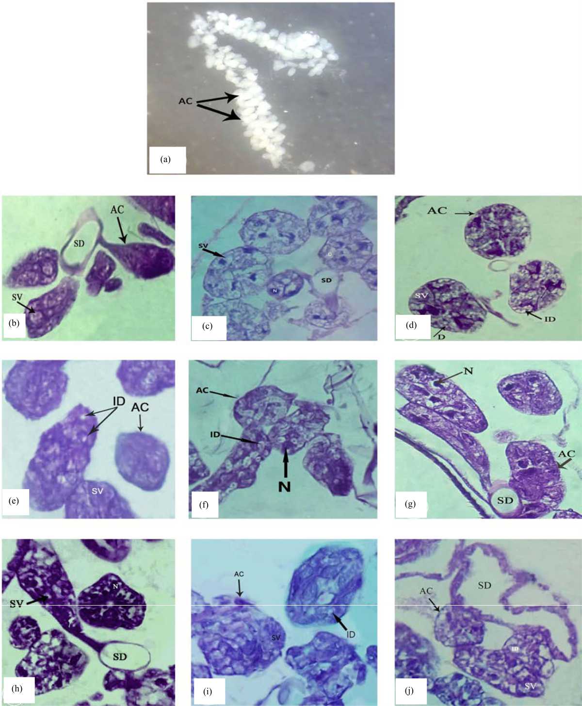 Image for - Enhancement of Apis mellifera L. Hypopharyngeal Gland using Hyphaene thebaica Ethanolic Extract as Supplement