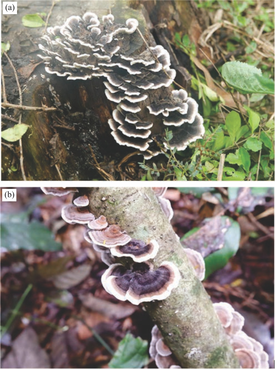 Image for - Successful Rescue of Wild Trametes versicolor Strains Using Sawdust and Rice Husk-based Substrate