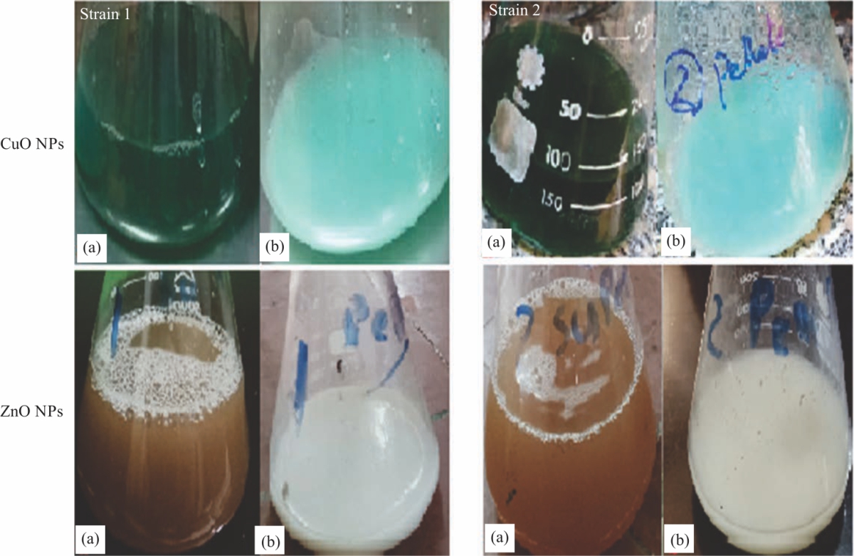 Image for - Production of Zinc and Copper as Nanoparticles by Green Synthesis Using Pseudomonas fluorescens