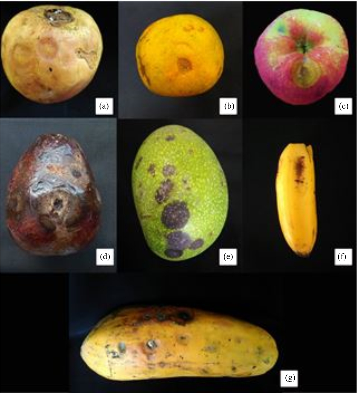 Image for - Multi-genetic Analysis of Colletotrichum spp. Associated with Postharvest Disease of Fruits Anthracnose in Special Region of Yogyakarta, Indonesia