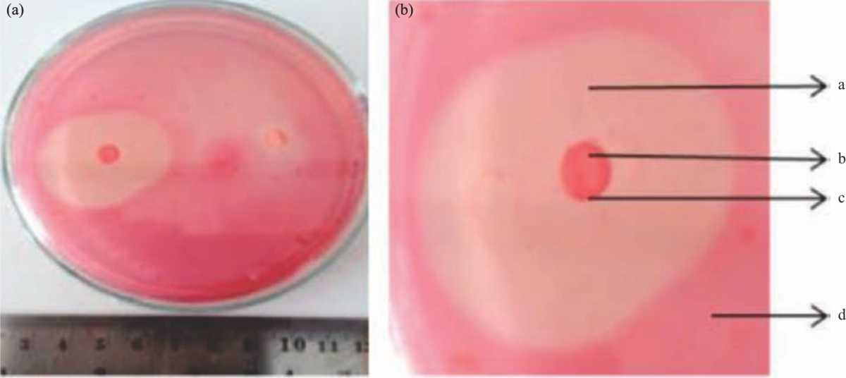 Image for - Screening of Cellulolytic Bacteria from Biological Education and Research Forest Floor Andalas University, Indonesia