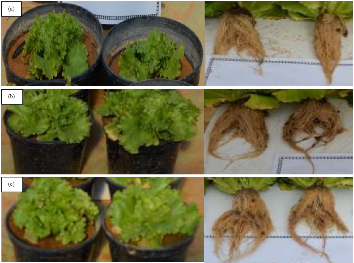 Image for - Native Plant Growth-Promoting Rhizobacteria for Growth Promotion of Lettuce from Qassim, Saudi Arabia