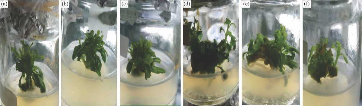 Image for - Micropropagation and Secondary Metabolites Content of White-Purple Varieties of Orthosiphon aristatus Blume Miq.