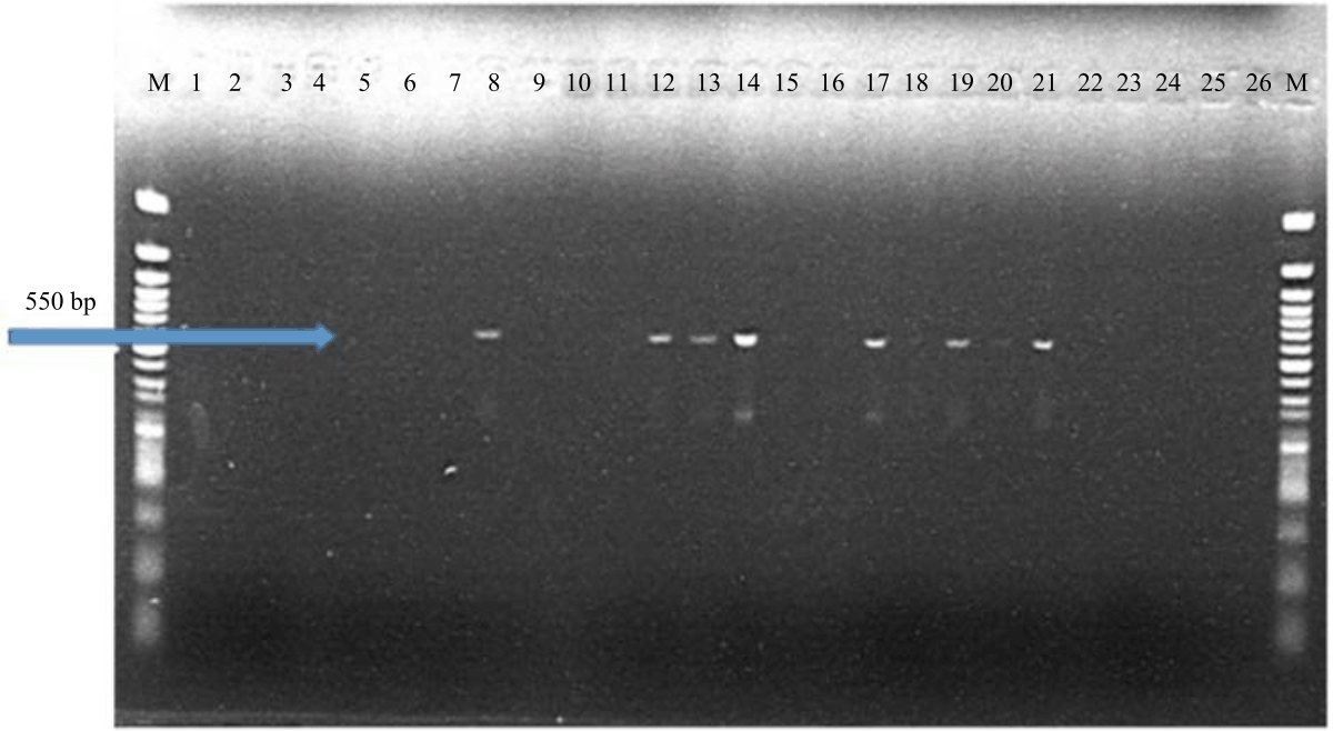 Image for - Antibiogram and Molecular Characterization of AmpC and ESBL-Producing Gram-Negative Bacteria from Poultry and Abattoir Samples
