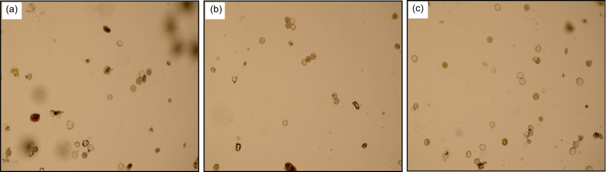 Image for - Study of the Expected Impact of Palm Pollen on Human Respiratory Tract Allergy