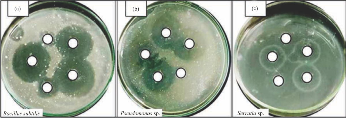 Image for - Isolation and Characterization of Antagonistic Activity of Some Streptomycetes and their Specific Actinophages from Soil