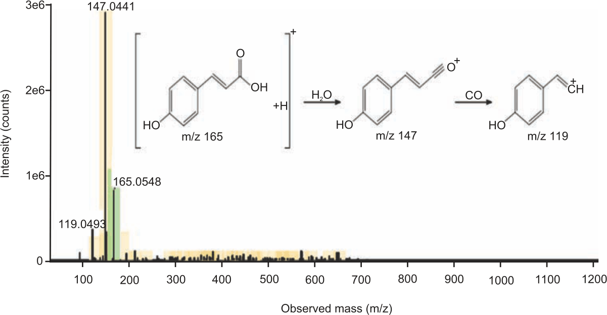 Image for - Phytochemical Screening, Toxicity Activity and Antioxidant Capacity of Ethanolic Extract of Etlingera alba Rhizome