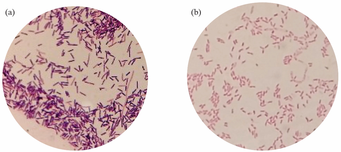 Image for - Isolation, Screening and Characterization of Ureolytic Bacteria from Cave Ornament