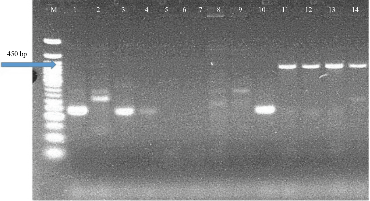 Image for - Antibiogram and Molecular Characterization of AmpC and ESBL-Producing Gram-Negative Bacteria from Poultry and Abattoir Samples