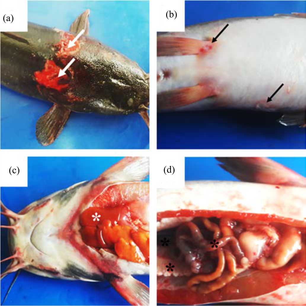 Image for - Protective Effect of Leek Extract (Allium ampeloprasum L.) on Catfish (Clarias gariepinus) Experimentally Challenged with Aeromonas hydrophila