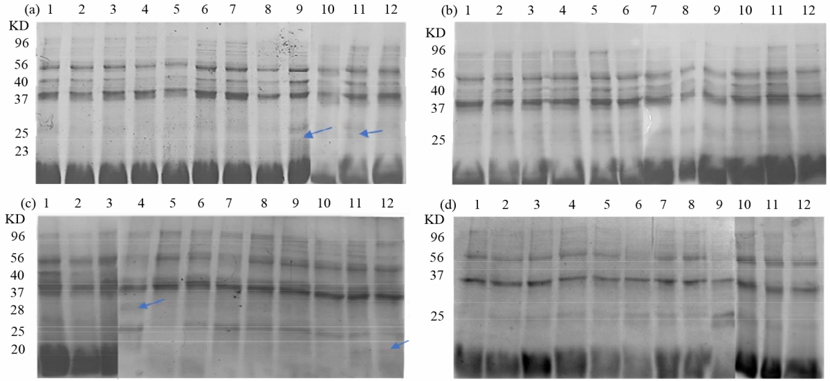 Image for - Heat-Induced Protein and Superoxide Dismutase Changes in Wild Tetraena propinqua ssp. Migahidii Seedlings