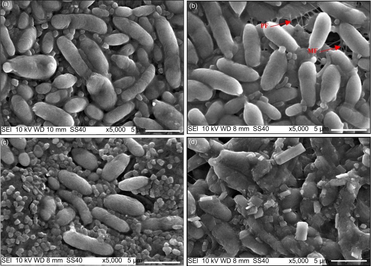 Image for - Characterization of Bacterial Cellulose Produced by Acetobacter xylinum Strain LKN6 Using Sago Liquid Waste as Nutrient Source