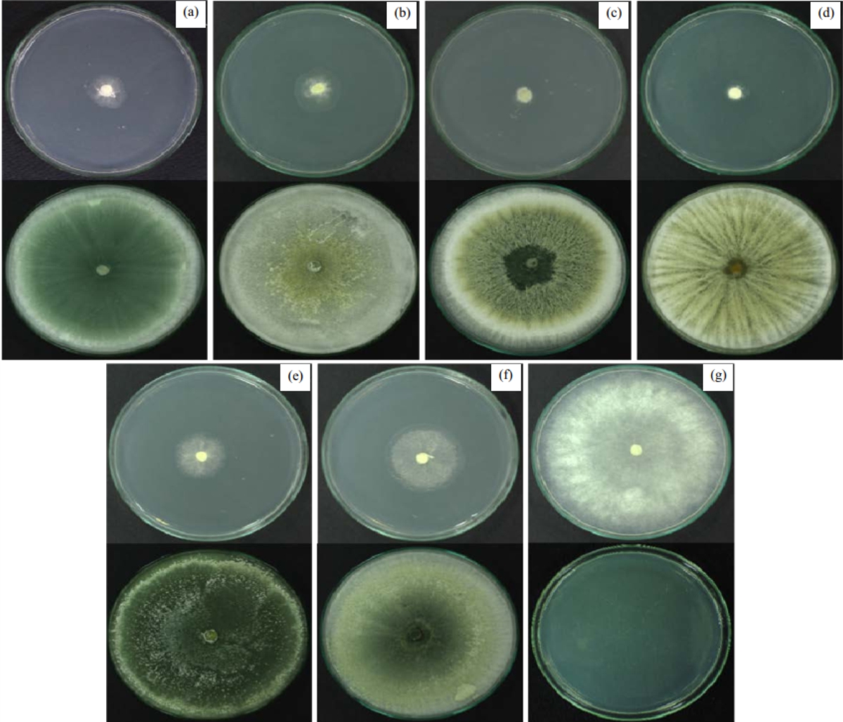 Image for - Mycelial Inhibition of Sclerotinia sclerotiorum by Trichoderma spp. Volatile Organic Compounds in Distinct Stages of Development