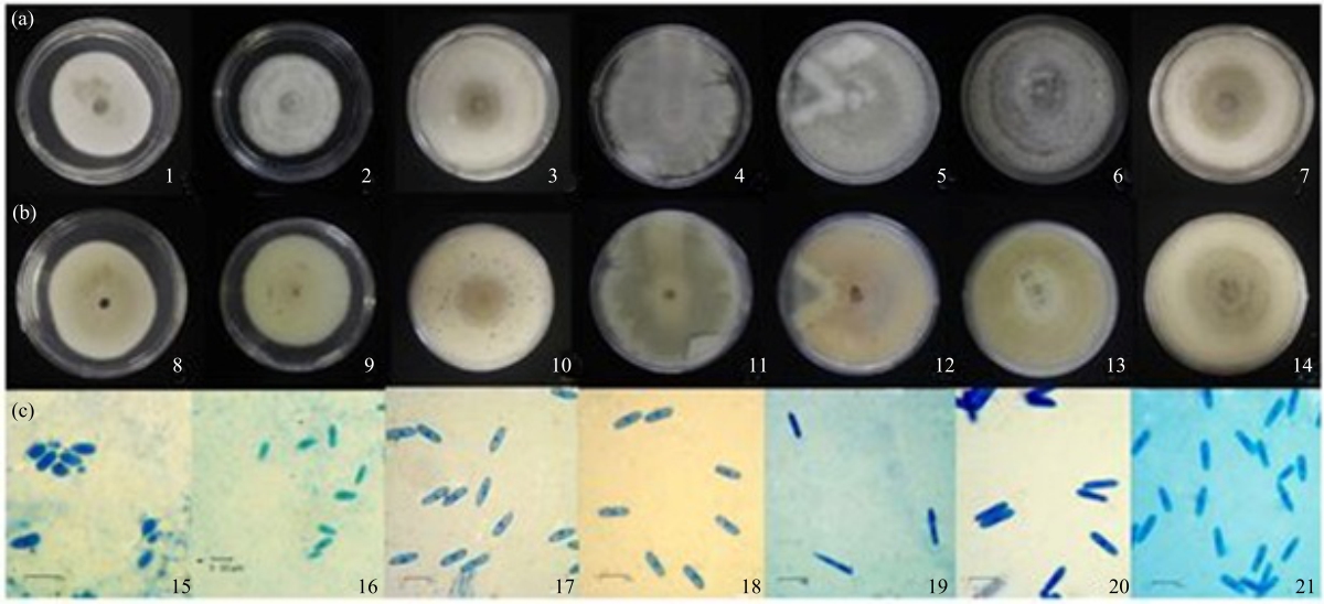 Image for - Multi-genetic Analysis of Colletotrichum spp. Associated with Postharvest Disease of Fruits Anthracnose in Special Region of Yogyakarta, Indonesia