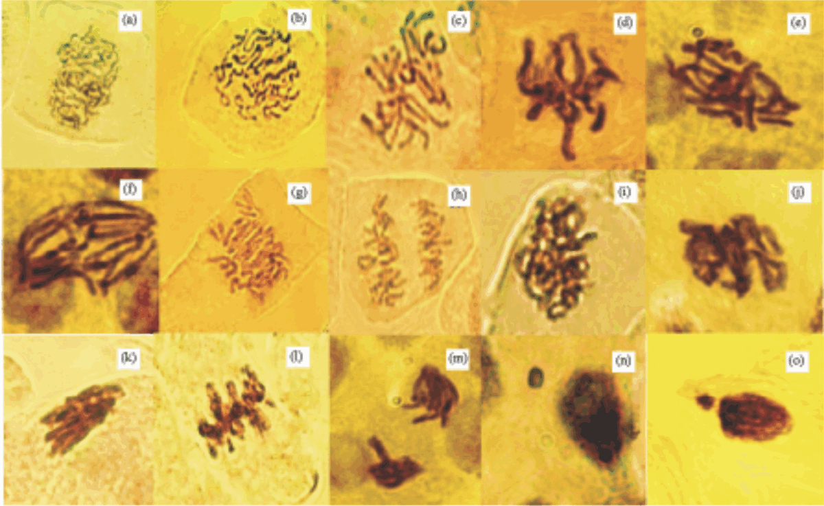 Image for - Bio-Efficacy of Two Algae against Bruchidius incarnatus, Physiological and Cytogenetic Effects on Vicia faba 