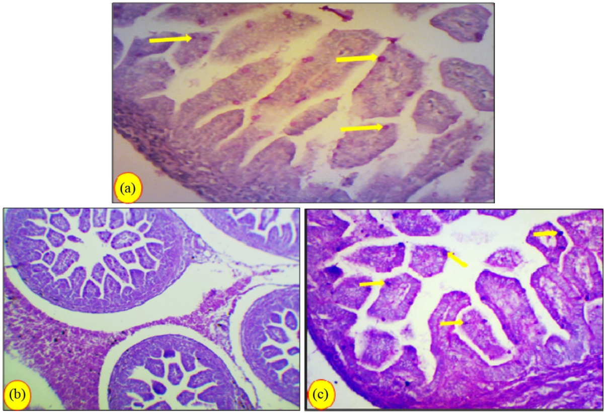Image for - Toxicity of Somadril Compound on Fetal Ileum Tissues of Albino Rats