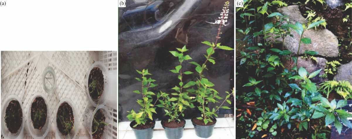 Image for - Micropropagation and Secondary Metabolites Content of White-Purple Varieties of Orthosiphon aristatus Blume Miq.