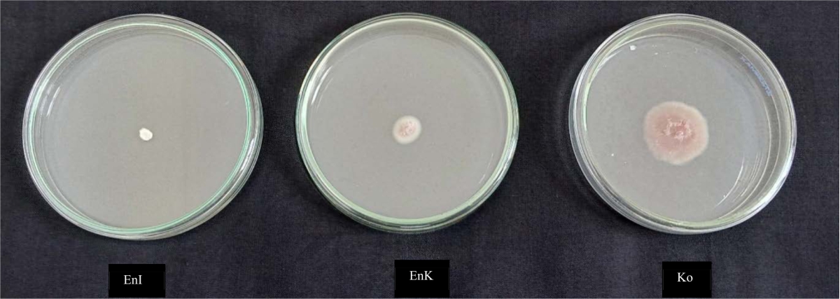 Image for - Antagonistic Activities of Endophytic Fungi Isolated from Eleutherine palmifolia Flower