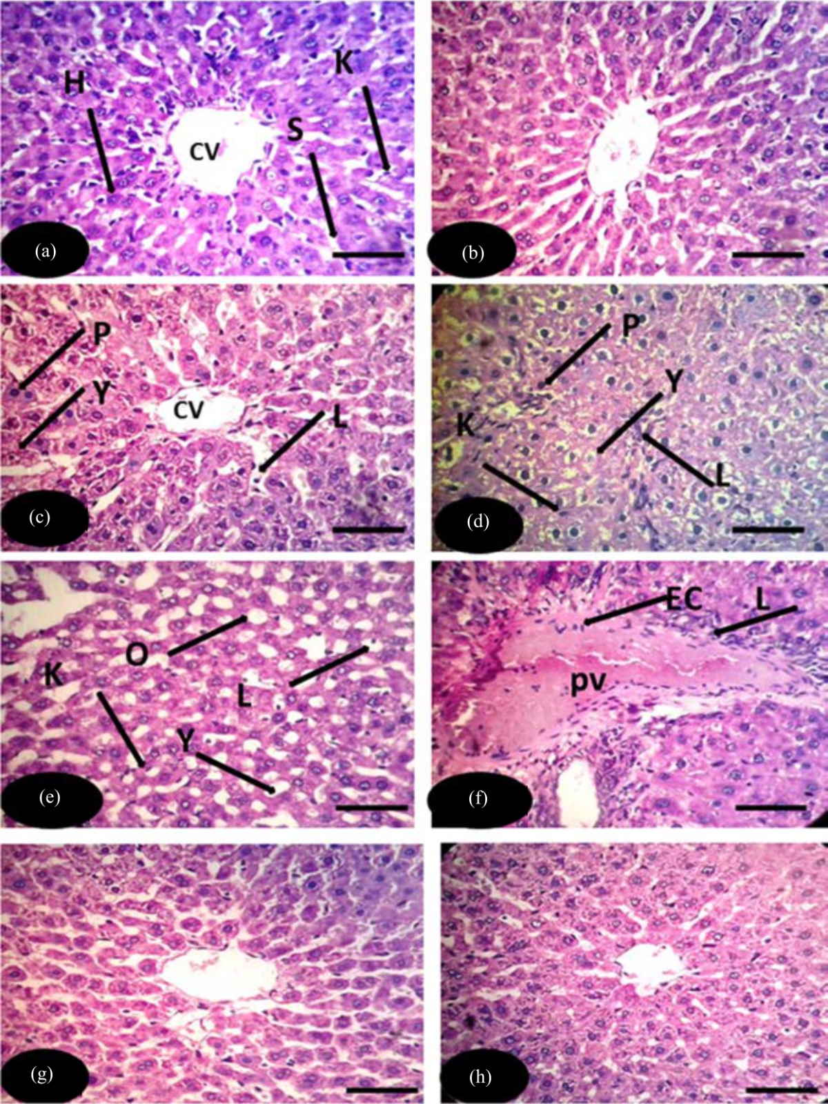 Image for - Hepatoprotective Role of Clay and Nano Clay for Alleviating Aflatoxin Toxicity in Male Rats