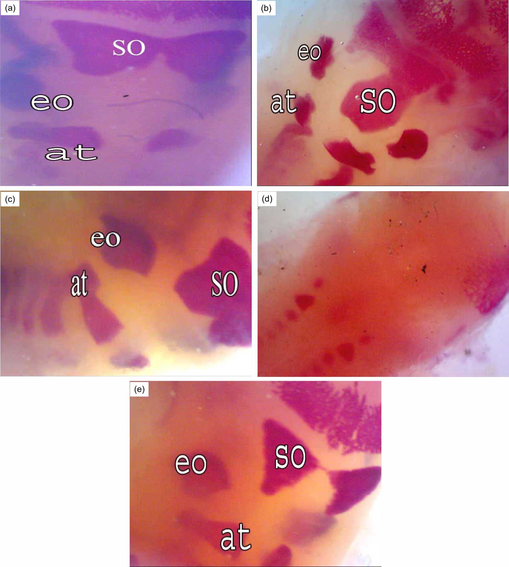 Image for - Effect of Bone Marrow Transplantation on the Fetal Skeleton of Maternally Irradiated Pregnant Rats