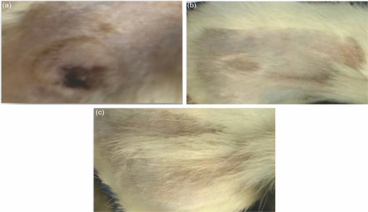 Image for - Evaluation of the Wheat Germ Oil Topical Formulations for Wound Healing Activity in Rats
