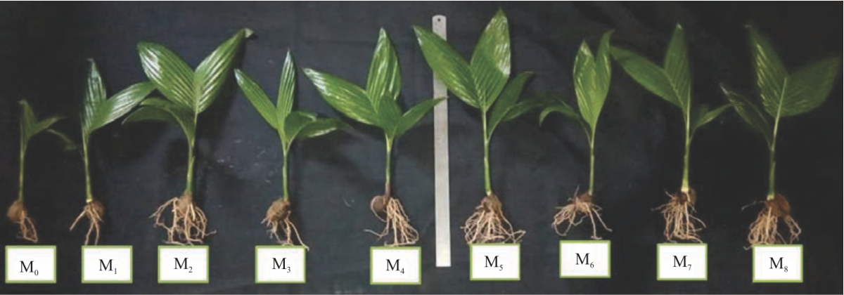 Image for - Effect of Growing Media Composition on the Growth of Areca Nut (Areca catechu L.)