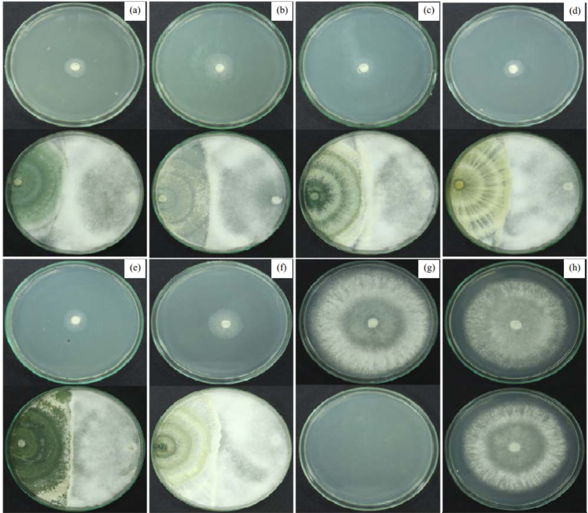 Image for - Mycelial Inhibition of Sclerotinia sclerotiorum by Trichoderma spp. Volatile Organic Compounds in Distinct Stages of Development