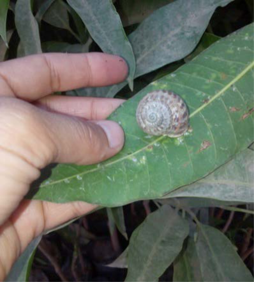 Image for - Preliminary Study on Survey and Population Dynamic of the Terrestrial Snail Monacha obstructa (Pfeiffer) (Hygromiidae, Mollusca) at Crop Fields in Fayoum Governorate, Egypt