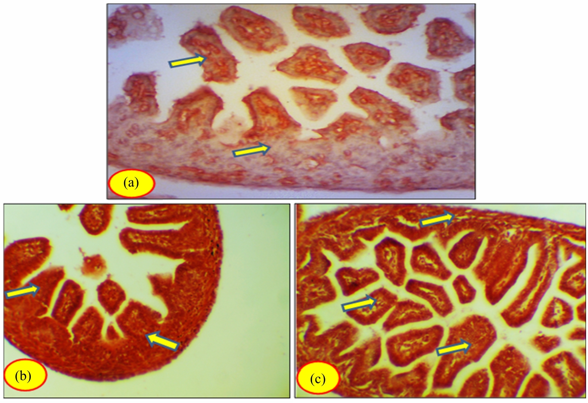 Image for - Toxicity of Somadril Compound on Fetal Ileum Tissues of Albino Rats