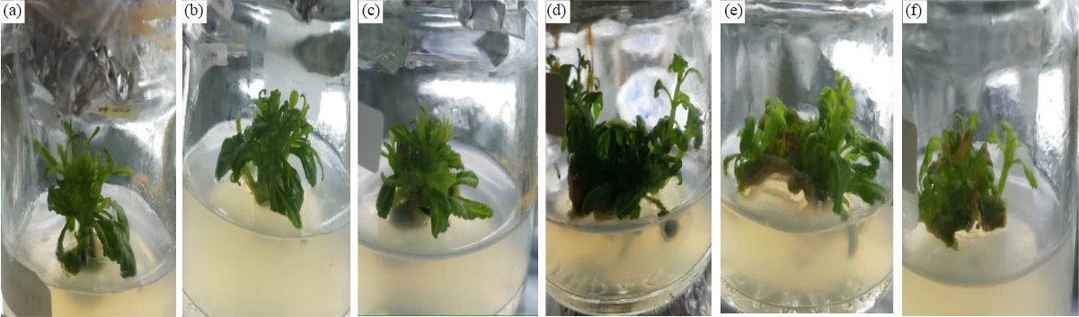 Micropropagation and Secondary Metabolites Content of White-Purple 