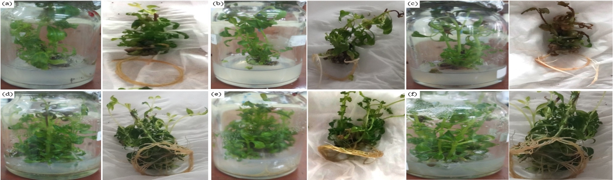 Micropropagation and Secondary Metabolites Content of White-Purple 