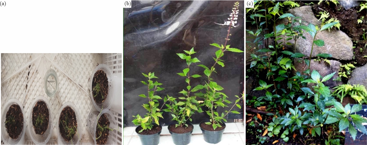 Micropropagation and Secondary Metabolites Content of White-Purple 