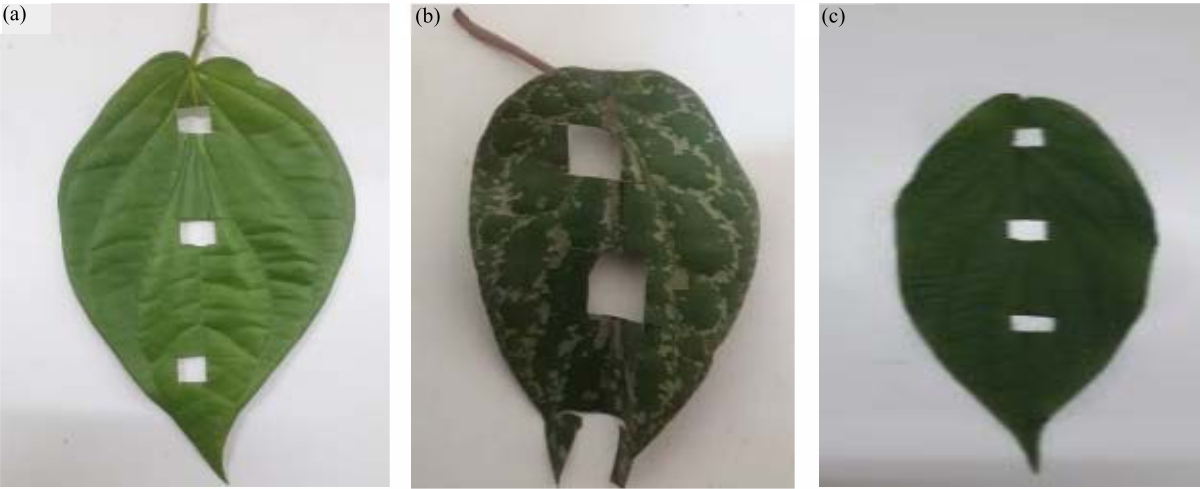 Image for - Exploration of Antibiotics-Producing Endophytic Bacteria Isolates from Betel Leaves in Jambi City Forest Park