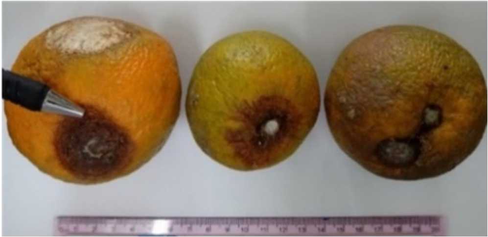 Image for - Identification of Pathogens Causing Anthracnose on King Oranges (Citrus nobilis var. Typica Hassk)