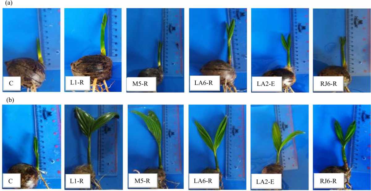Image for - Scarification and Seed Biomatriconditioning Effect Using Endophytic-Rhizobacteria in Areca Nut (Areca catechu L.) Seedling Vigor
