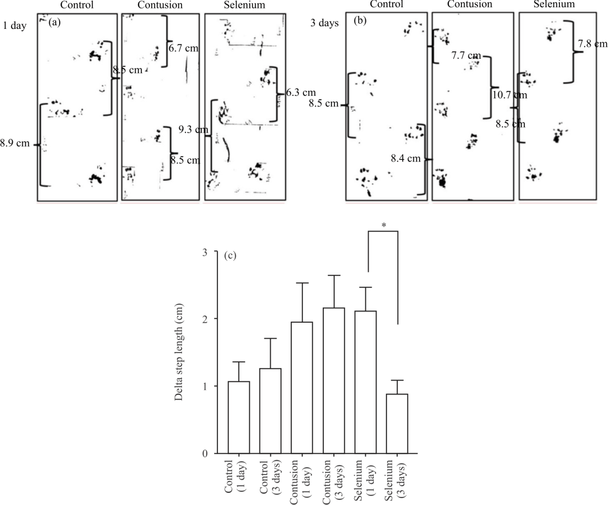 Image for - Selenium Supplementation Alters IL-1β and IL-6 Protein Levels in Contusion Model Rats