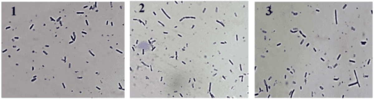 Image for - Phenotypic Characterization and Identification of Potential L-Asparaginase-Producing Thermohalophilic Bacteria from Wawolesea Hot Spring, North Konawe, Southeast Sulawesi, Indonesia