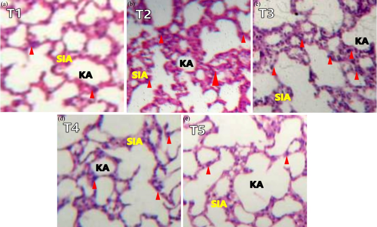 Image for - Analysis of Apoptotic Cells and Lung Inflammation after Given by Vitis gracilis