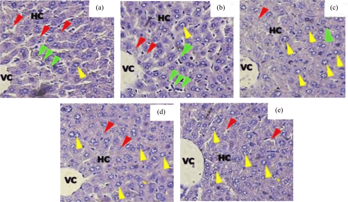 Image for - Analysis of Cytochrome c Expression on Liver Histology of Hepatitis Rats after Administration of Tin and Olive Leaf Ethanol Extract