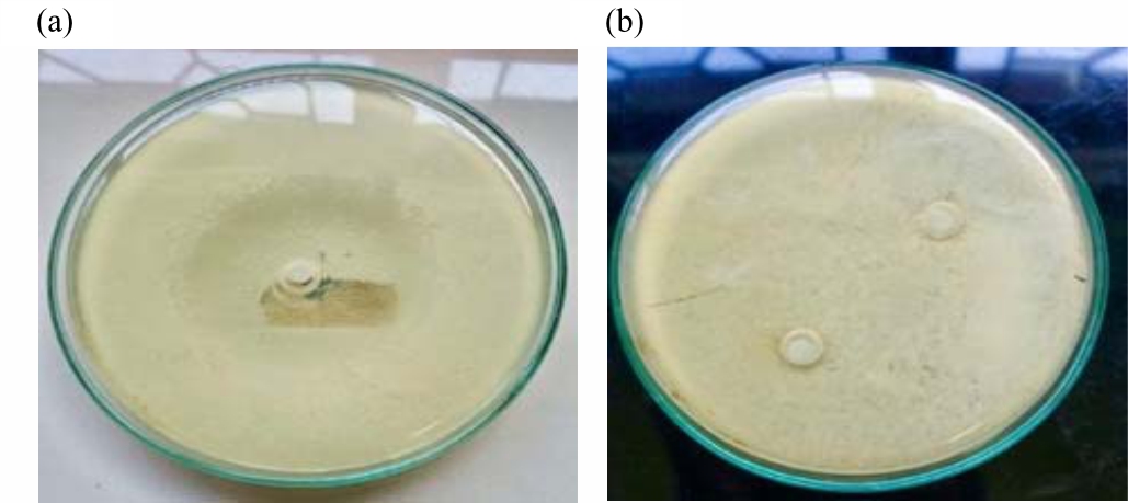Image for - Microwave-Assisted Extraction of Fucoidan from Sargassum plagiophyllum and its Activities