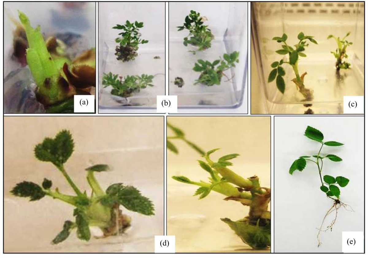 Image for - Production of Virus-Free Rose Plants using Meristem-Tip Culture and in vitro Thermotherapy