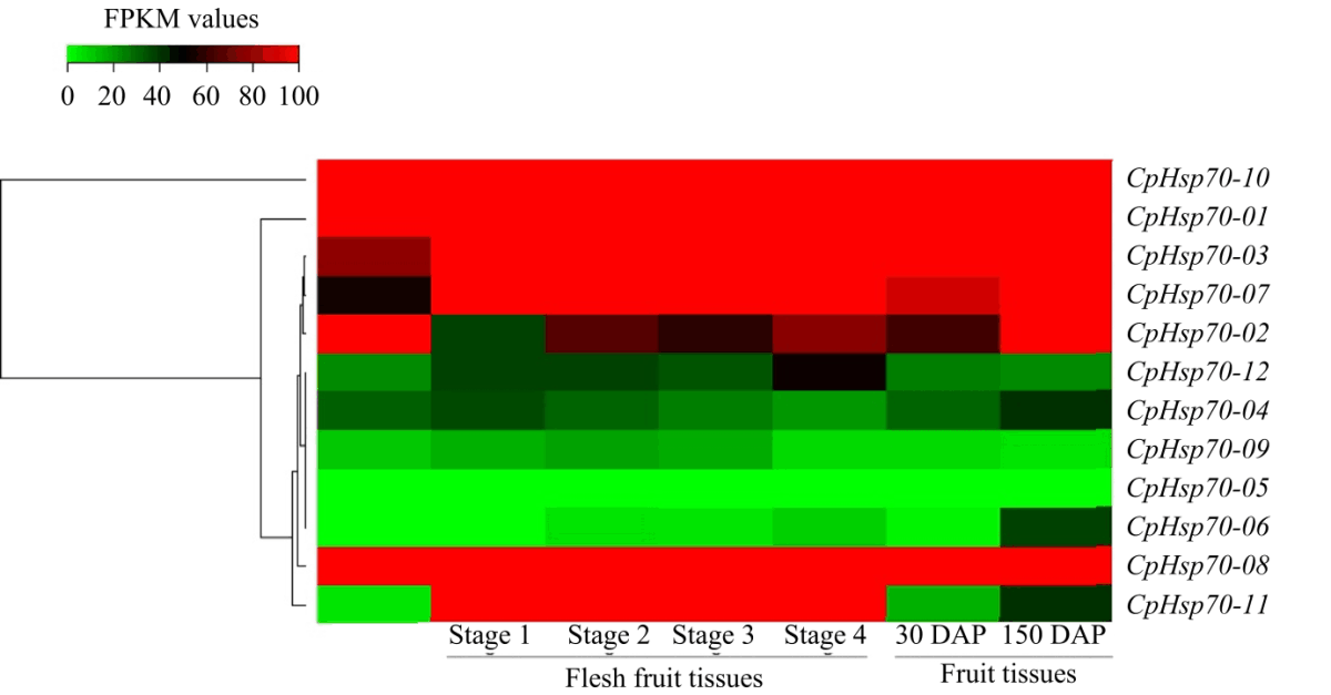 Image for - Genome-Wide Identification and Analysis of Genes Encoding Putative Heat Shock Protein 70 in Papaya (Carica papaya)