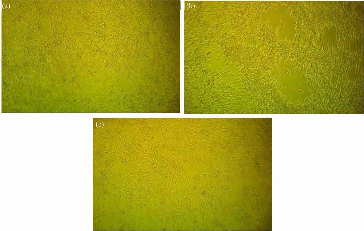 Image for - Antiviral Properties of Streptomyces tuirus DBZ39 Mediated Gold Nanoparticles Against Bluetongue virus