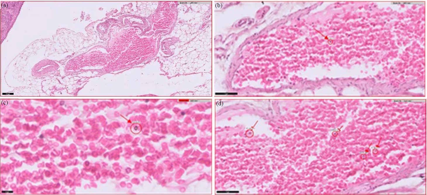 Image for - Molecular Identification, Isolation, Morphologic and Serologic of Acanthamoeba sp. Throw the Ovary of Sprague-Dawley Rats